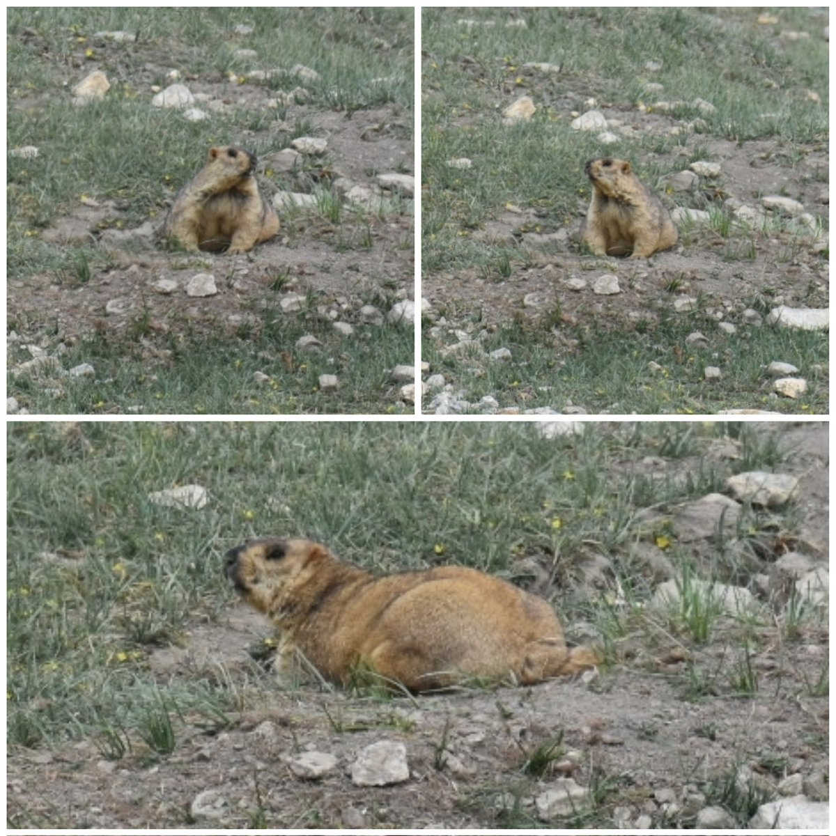 Himalayan marmots (Marmota himalayan),are ground-dwellers that live in open grasslands and nest in burrows underground. They have a thick coat of fur to protect them from the cold of the high mountains. 
#NandaDeviBiosphereReserveChamoli