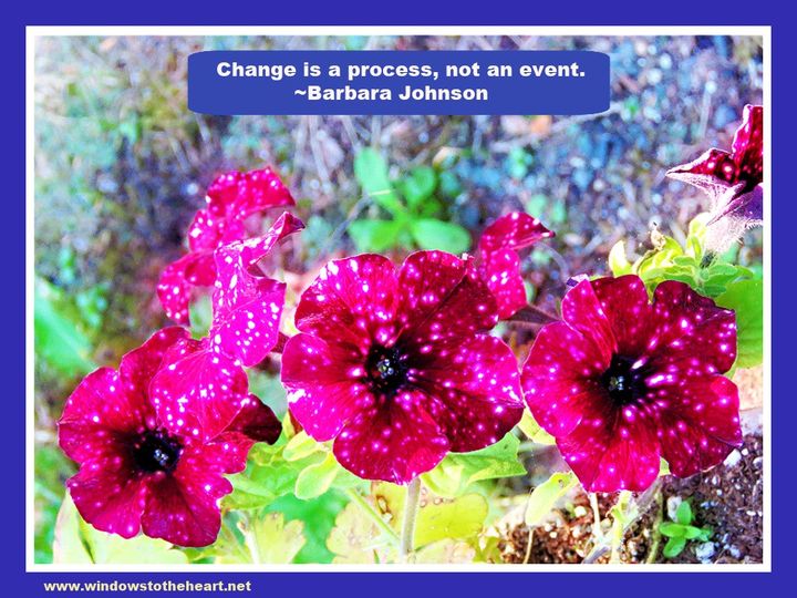"Change is a process, not an event."~Barbara Johnson (Petunias in my garden)  #garden #flowers #flowerphotography #quote #change ❤️❤️❤️
