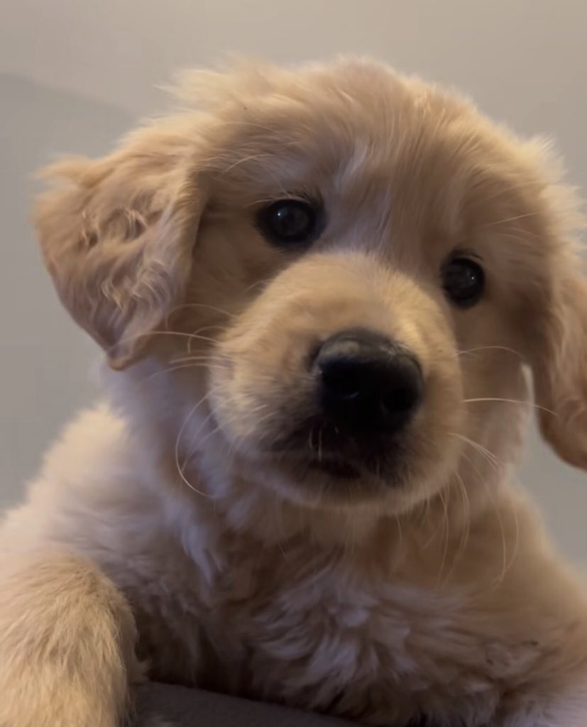 takemybear 🐶 tweet media