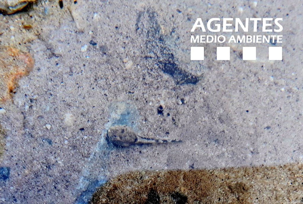 AAMM_And's tweet photo. En la comarca de la #Axarquia #Malaga @AAMM_And #AAMM, realizan seguimiento de una especie muy peculiar, un anfibio llamado Sapo Partero Bético (Alytes dickhilleni), catalogado como "Vulnerable", principalmente por la afección de un hongo (Quitridiomicosis). https://t.co/tJw3qSaD8p