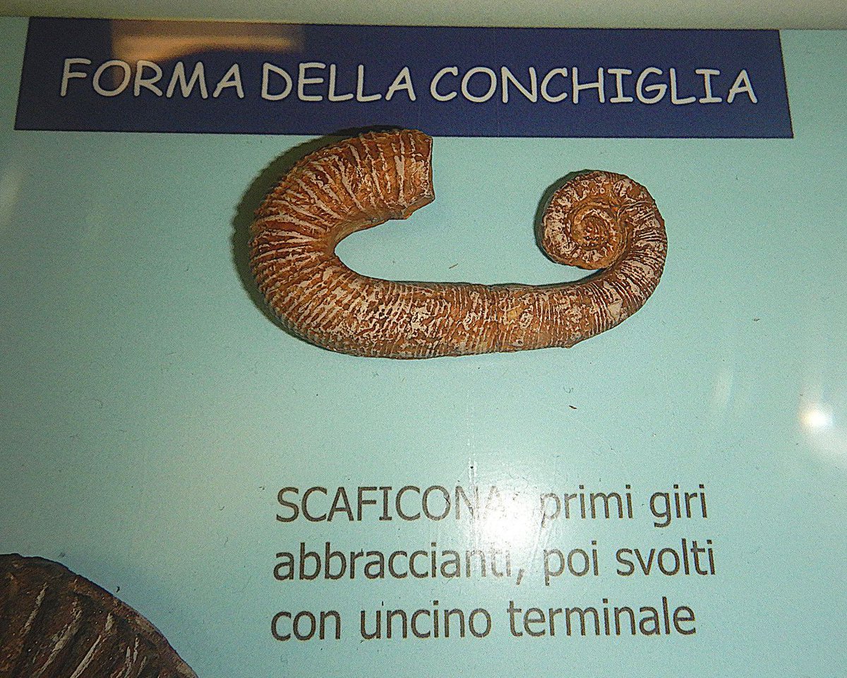 ABaucon's tweet image. Check out the fossils I photographed! Ammonites got their name for their spiraled shells that look like rams&apos; horns, but some ammonite shells depart from this! 

#FossilFacts #Ammonite #unige #Ammonites #SpiralShells #DISTAV