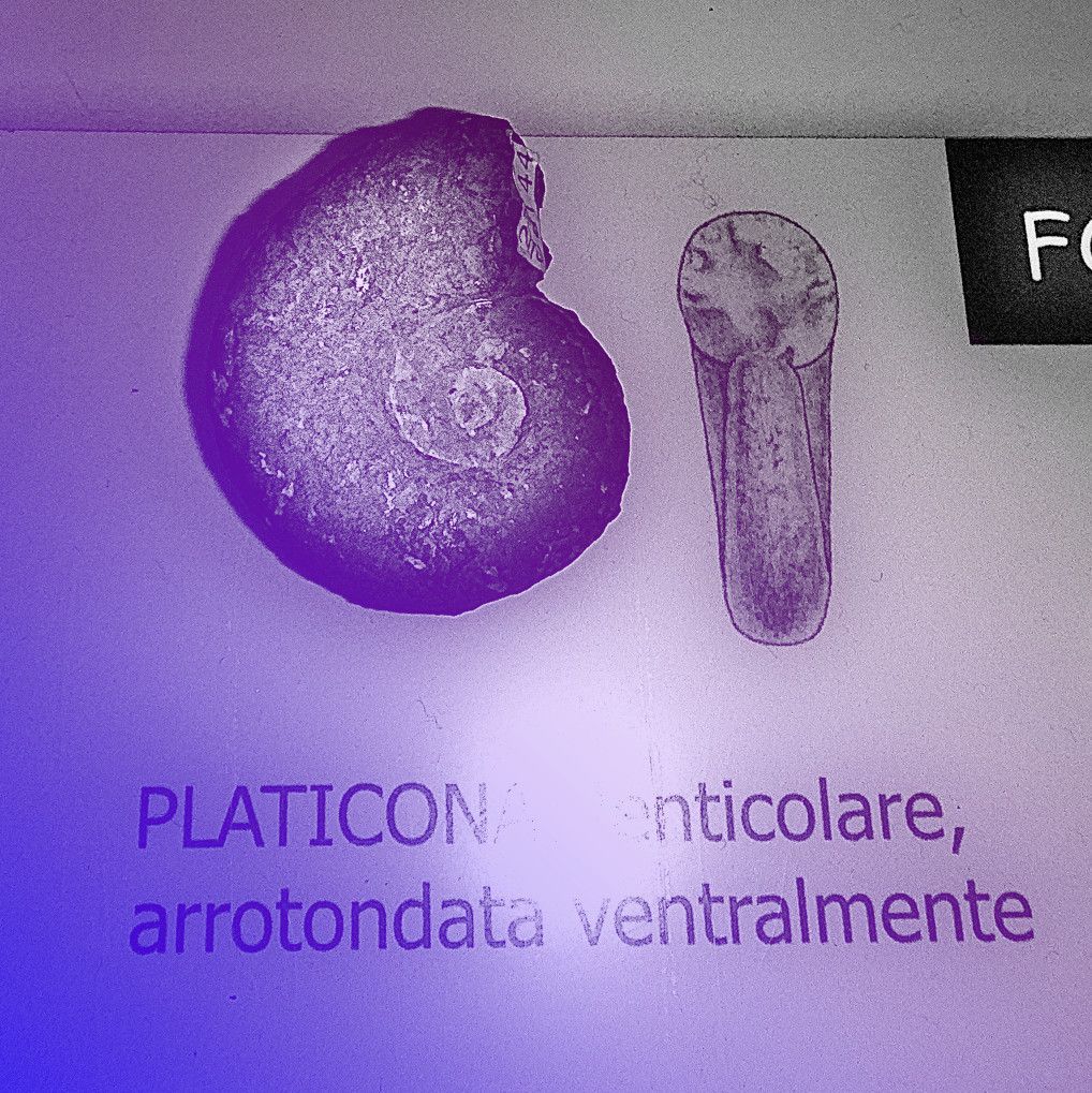 ABaucon's tweet image. Check out the fossils I photographed! Ammonites got their name for their spiraled shells that look like rams&apos; horns, but some ammonite shells depart from this! 

#FossilFacts #Ammonite #unige #Ammonites #SpiralShells #DISTAV