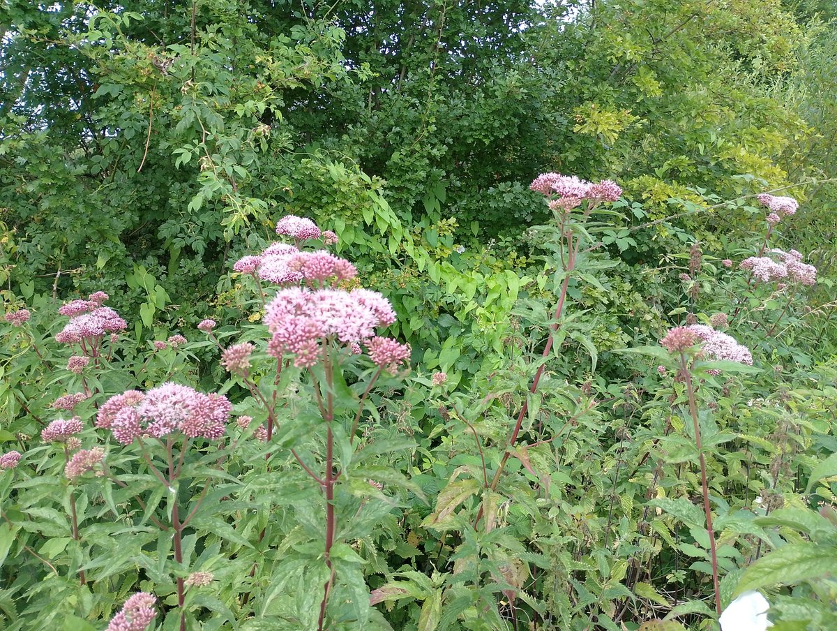 NpTbridge's tweet photo. Beautiful blooms @GwentWildlife's Great Traston Meadows! Join us Thurs Aug 1 walking from @NpTbridge garden with folk stories from Christine Watkins. Enjoy the #GwentLevels landscape on our Bridge Walk: 'Lammas Story Walk: The Garden &amp; the Meadow': BOOK: https://t.co/rISBRUFA2I https://t.co/kMpVNwooJk