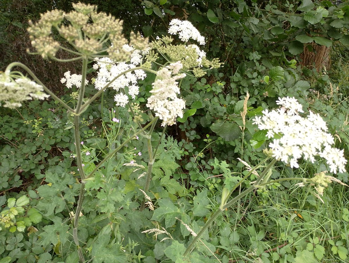 NpTbridge's tweet photo. Beautiful blooms @GwentWildlife's Great Traston Meadows! Join us Thurs Aug 1 walking from @NpTbridge garden with folk stories from Christine Watkins. Enjoy the #GwentLevels landscape on our Bridge Walk: 'Lammas Story Walk: The Garden &amp; the Meadow': BOOK: https://t.co/rISBRUFA2I https://t.co/kMpVNwooJk