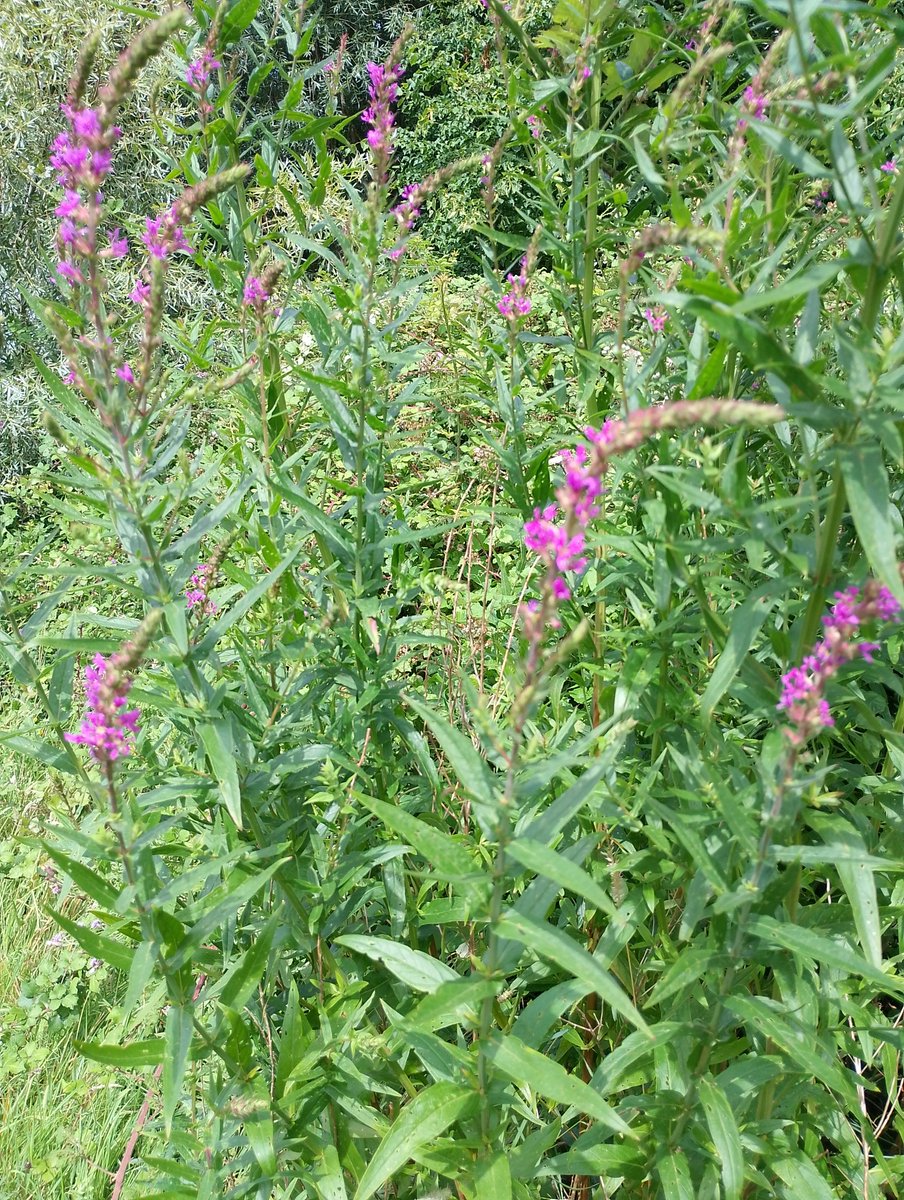 NpTbridge's tweet photo. Beautiful blooms @GwentWildlife's Great Traston Meadows! Join us Thurs Aug 1 walking from @NpTbridge garden with folk stories from Christine Watkins. Enjoy the #GwentLevels landscape on our Bridge Walk: 'Lammas Story Walk: The Garden &amp; the Meadow': BOOK: https://t.co/rISBRUFA2I https://t.co/kMpVNwooJk