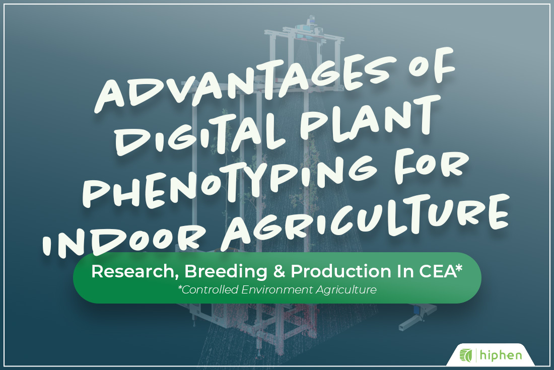 🌱 [#𝐏𝐡𝐞𝐧𝐨𝐭𝐲𝐩𝐢𝐧𝐠𝐈𝐧𝐬𝐢𝐠𝐡𝐭𝐬] 🌱
BENEFITS OF DIGITAL PLANT PHENOTYPING FOR INDOOR AG RESEARCH &amp; PRODUCTION

ℹ️ Find out more about phenotyping in Controlled Environment Agriculture conditions: wp.me/pd7o65-mUT

#plant #phenotyping #agtech #indoorag