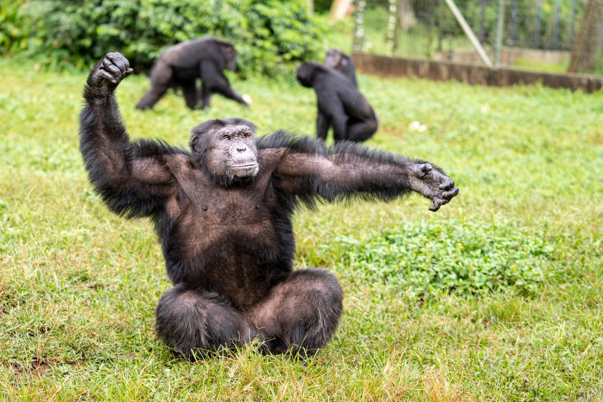 ngambaisland's tweet photo. #Chimpchronicles
What do you call a #Chimpanzee with a fit body?
A fitness "Chimp-ion"
Are you working on your summer body?
#FitnessGoals #GymLife #AnimalStrength #WildWorkouts #NatureLovers #WildlifePhotography #ViralAnimals #Conservation #SaveTheChimps #WildlifeConservation https://t.co/95ebbI8i8x