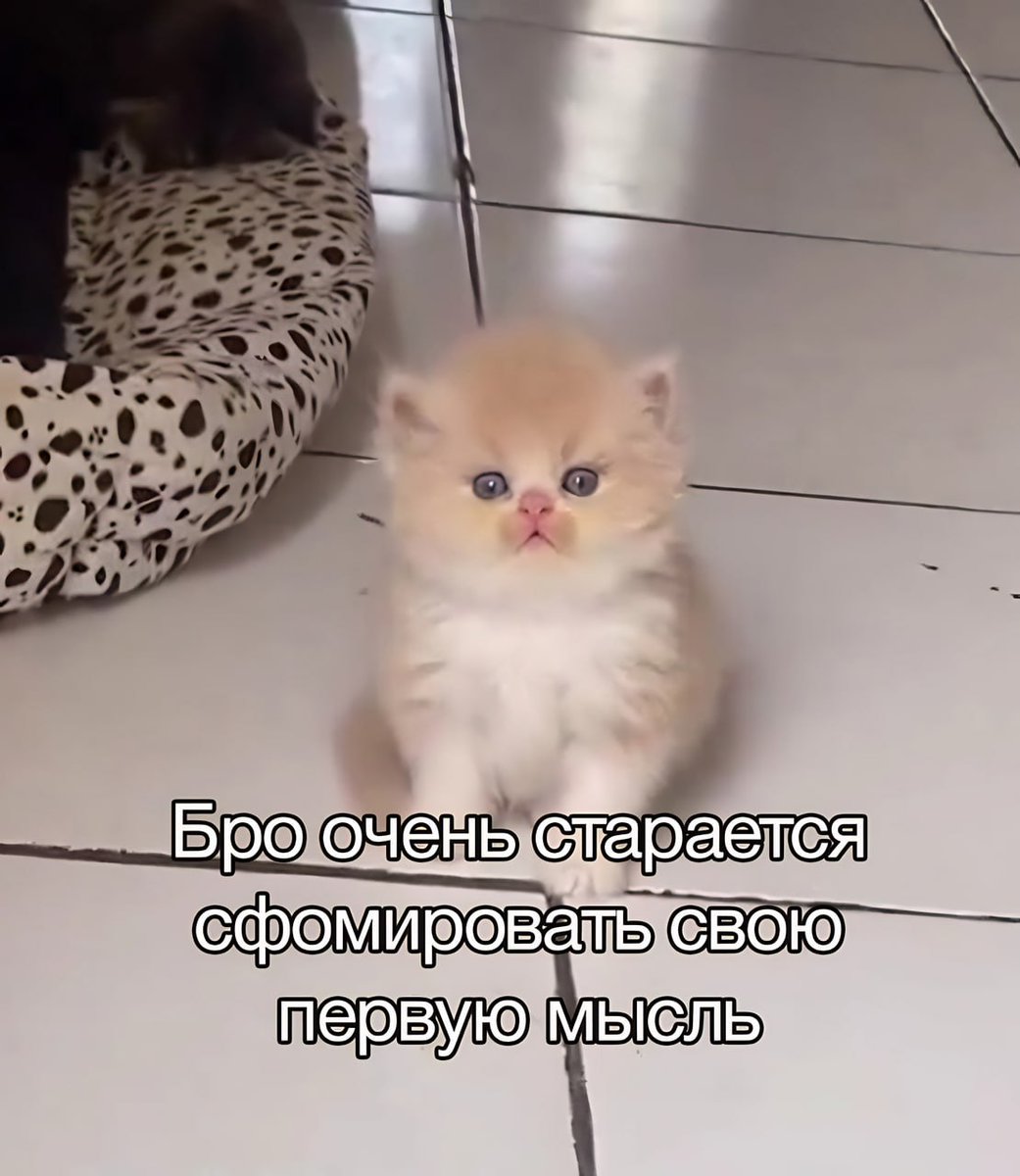🐸жабья принцесса👑 (@kxiq7u7oc8nsgnc) on Twitter photo 