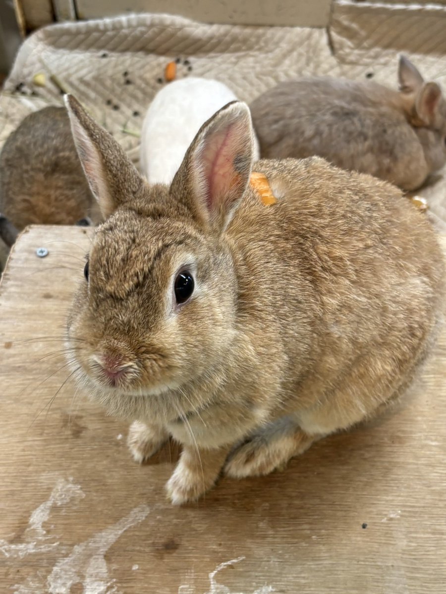 うさ子様　確認用 よっすい様 確認用 こー様オーダー確認用 yuchan様オーダー確認用 ZX