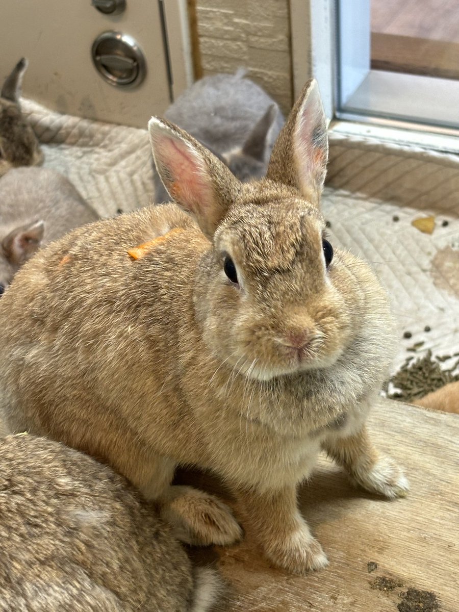 おやつが背中にありますが、全然気づかない #しょうゆ #八木山動物公園