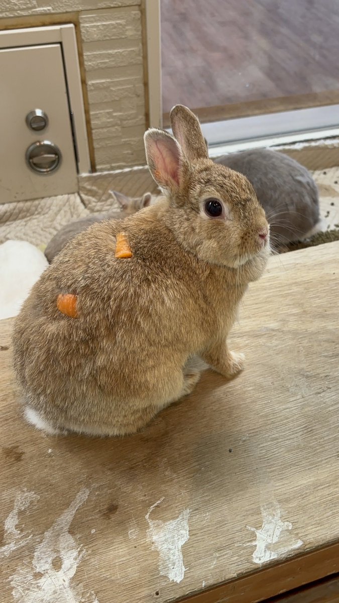 おやつが背中にありますが、全然気づかない #しょうゆ #八木山動物公園
