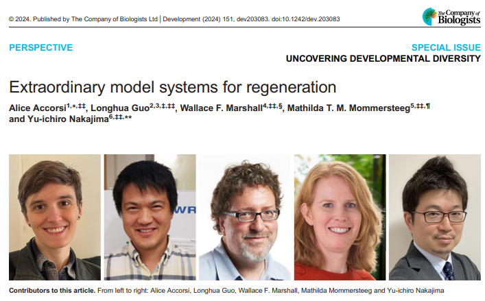 Development tweet media