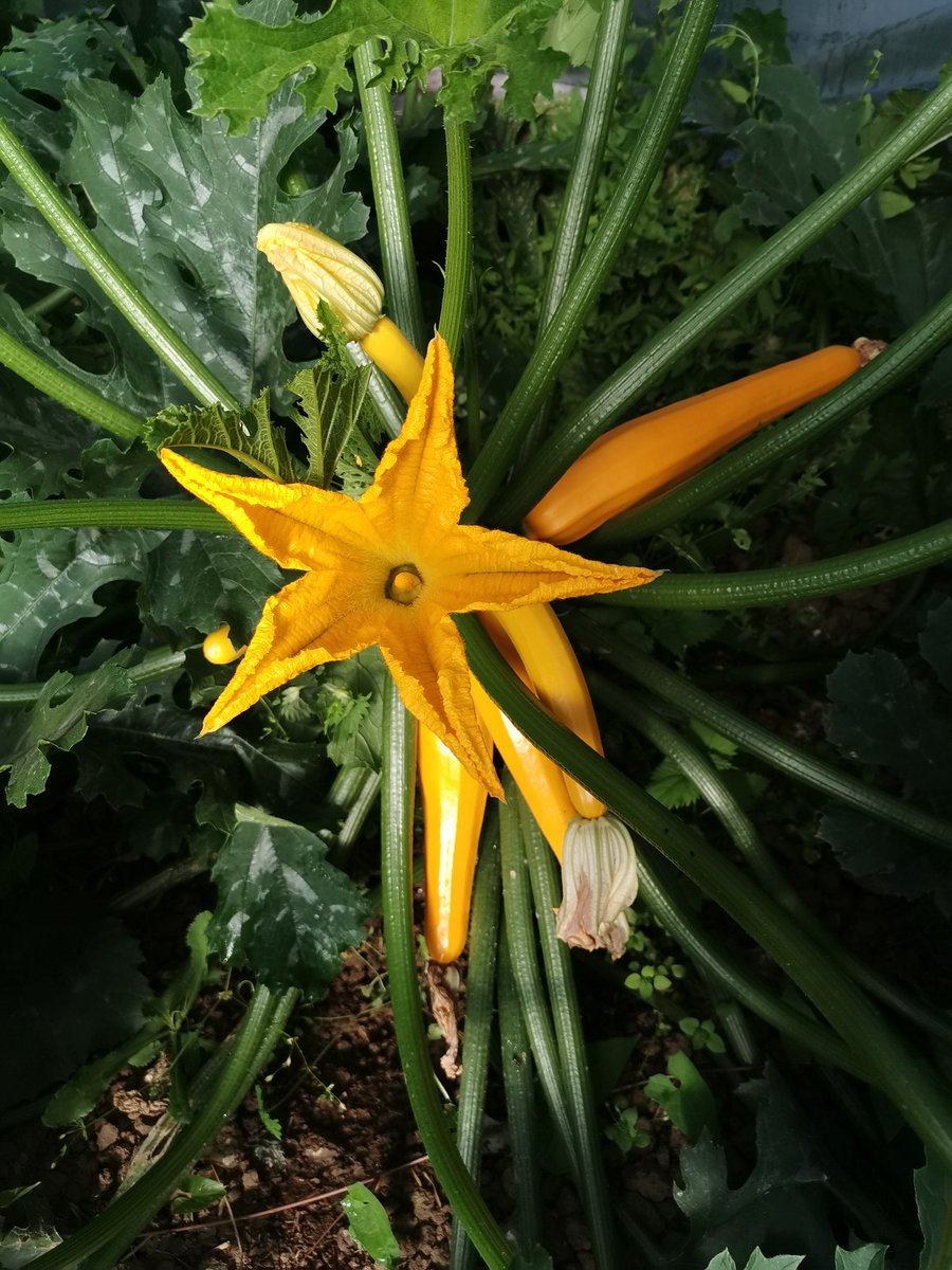 A_Beauc's tweet image. C'est le plein boom de la #moisson et en parallèle, celui des #courgettes, qui produisent en quantité.
Je suis toujours admiratif devant ces couleurs et ces fleurs 😍

@Fragritwittos 
@FruitsLegumesFR
#FrAgTw
#legumes
#ventedirecte