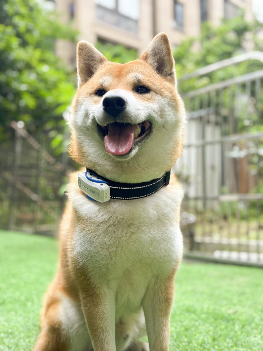 Dbddtracker's tweet photo. Dogs will become very happy with your company!
#dogloves #PuppyLovers #Goodtimes #dbdd #dogs https://t.co/de9ILM095l