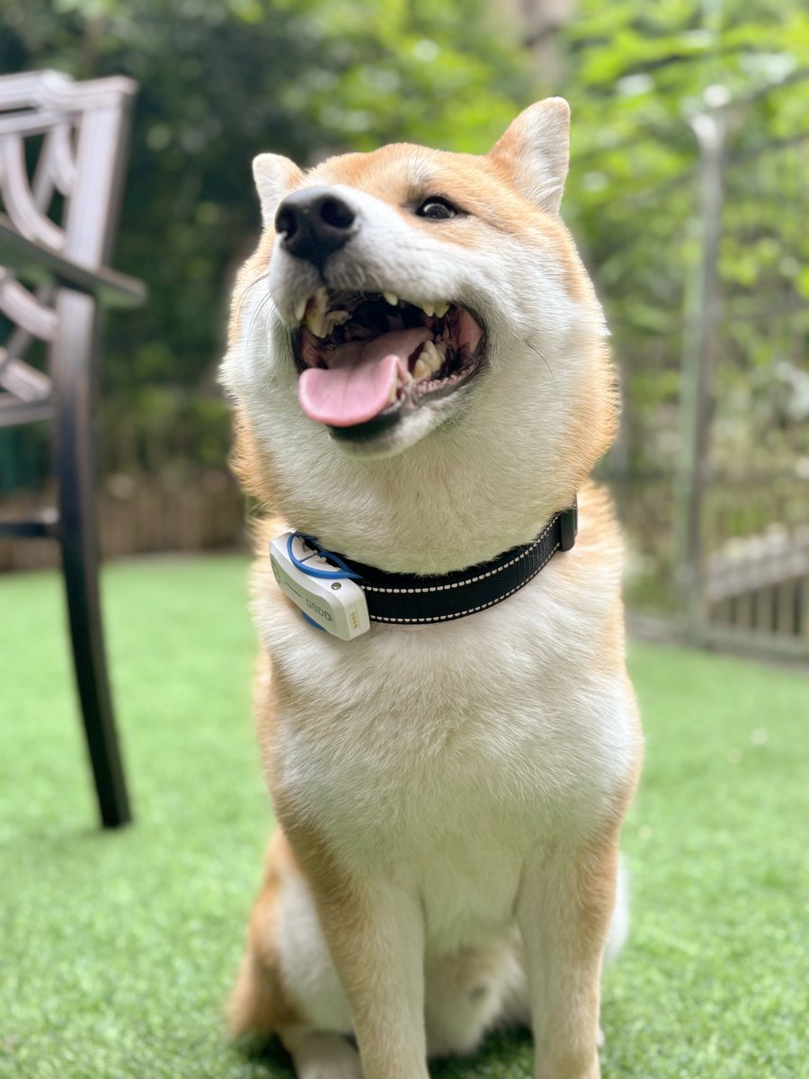 Dbddtracker's tweet photo. Dogs will become very happy with your company!
#dogloves #PuppyLovers #Goodtimes #dbdd #dogs https://t.co/de9ILM095l