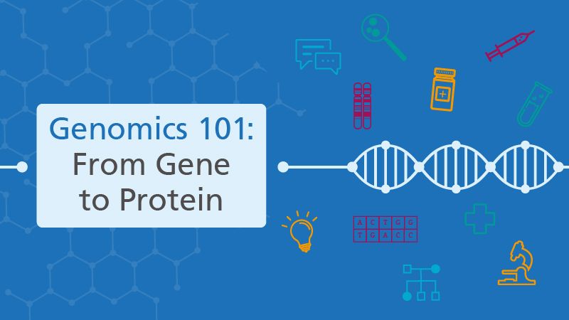 How is information in our genes used to make the proteins our bodies need? And how can genetic changes affect this process and impact our health? Find out more in this 30-minute course: buff.ly/4f2v117 
#Genomics101