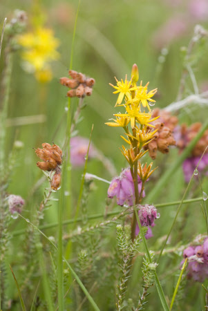 Plant of the Week

Bog Asphodel

A plant that colours the peat bogs yellow in summer. In autumn it changes to a rich copper colour as it sets seed. Known as 'Bone Breaker' - thought to cause brittle bones in livestock - but in fact the plant just grows in nutrient poor pastures.