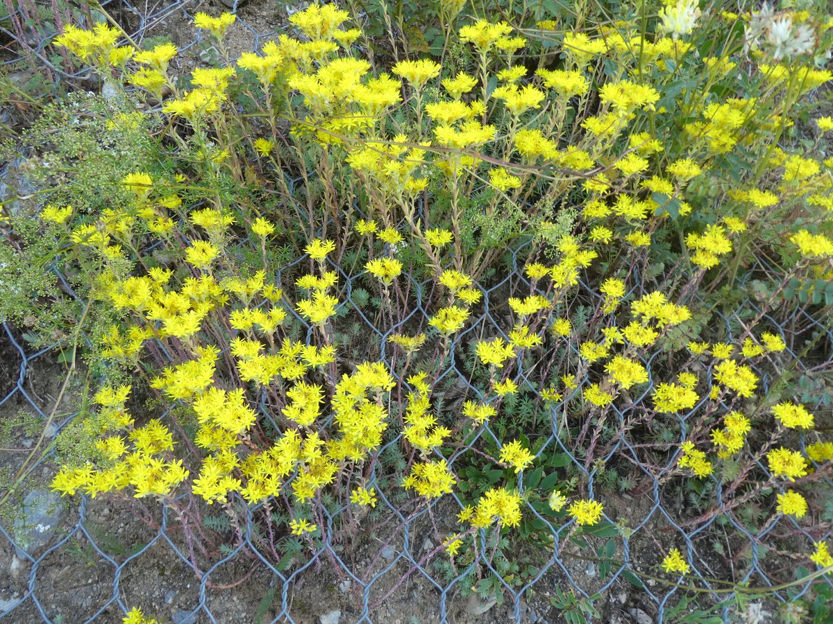 lluihug's tweet photo. Natura dels Pirineus occidental: crispinell, hipèric i orquídia. #navarra #belagua #linza https://t.co/S0FVV2bdZV