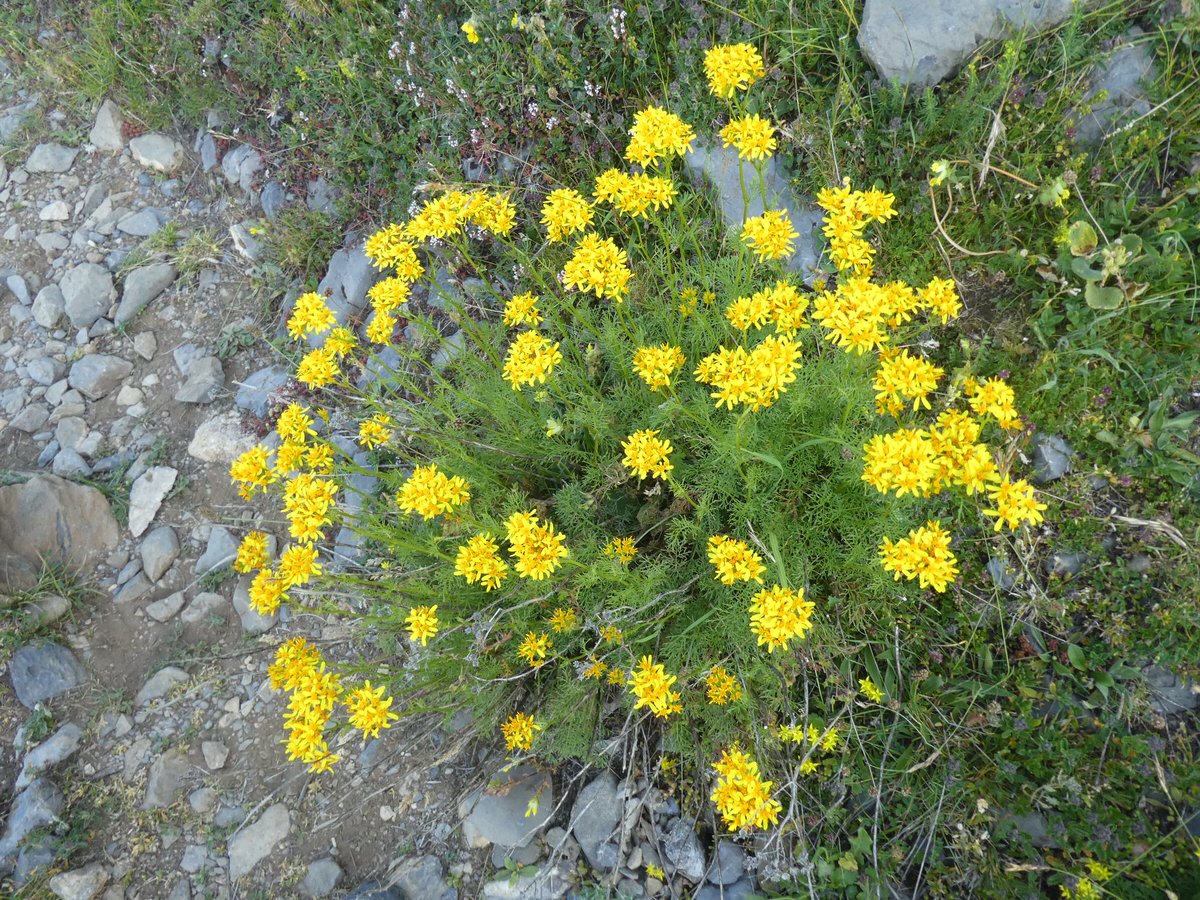 lluihug's tweet photo. Natura dels Pirineus occidental: crispinell, hipèric i orquídia. #navarra #belagua #linza https://t.co/S0FVV2bdZV