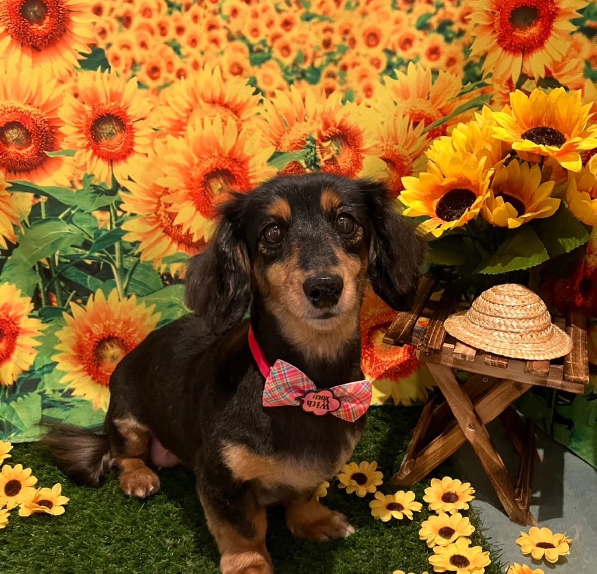 maisondemook's tweet photo. メゾン・ド・ムックHotel &amp; Spa 🐕🫧

カットコースご利用いただきました🐶✂️
#ミニチュアダックス のピーちゃん
短めにカットしてます🌻🍉

＊売り上げは全てシェルター費用にさせていただいております🙇‍♀️

https://t.co/FTqDnzmuvq

#保護犬 #保護犬を家族に #愛犬 #ペットサロン #トリミング https://t.co/vLYVsXIaxm