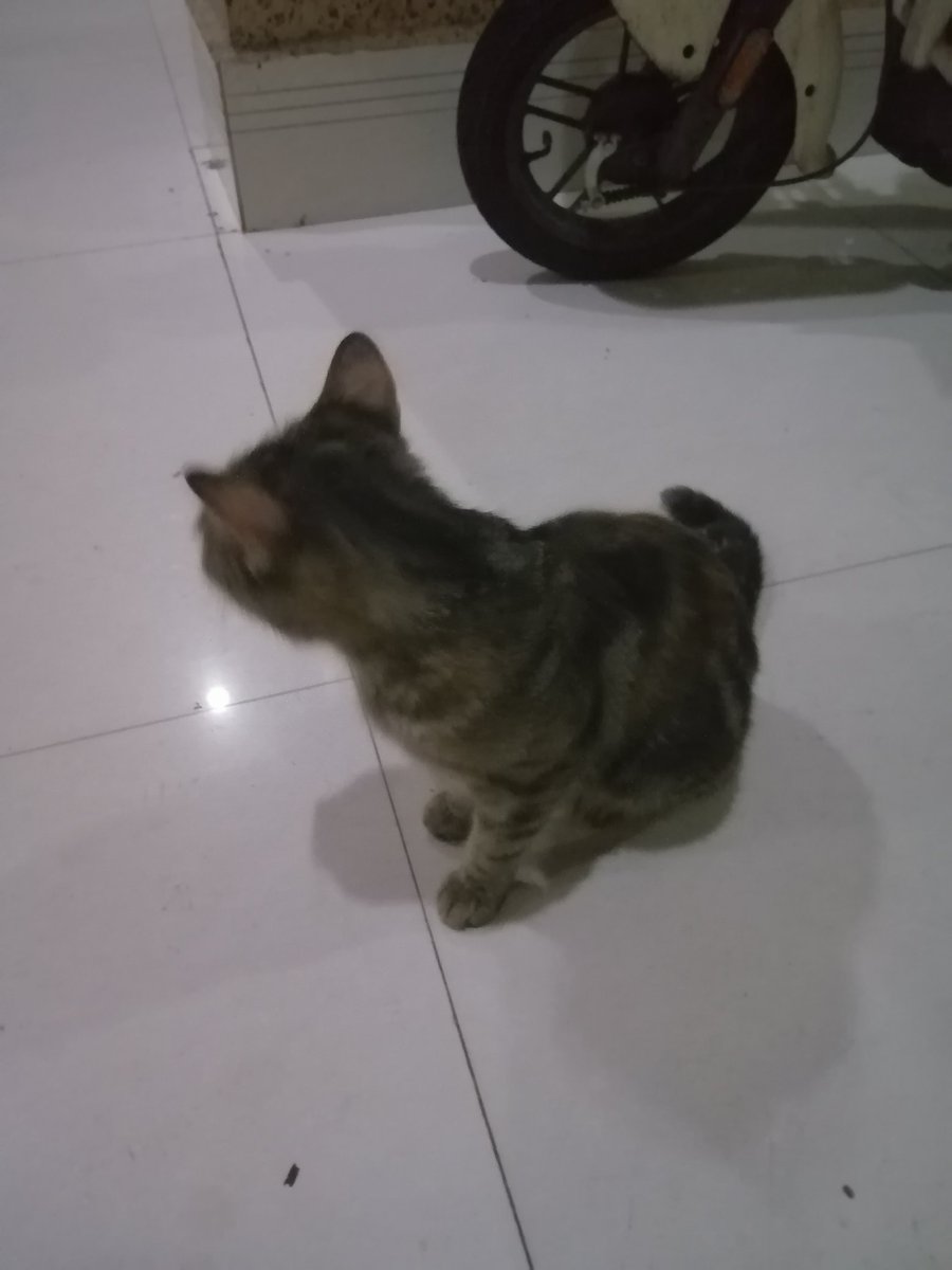 xiaorouRBQ520's tweet photo. 猫猫🥺 https://t.co/teAdX5VFSf