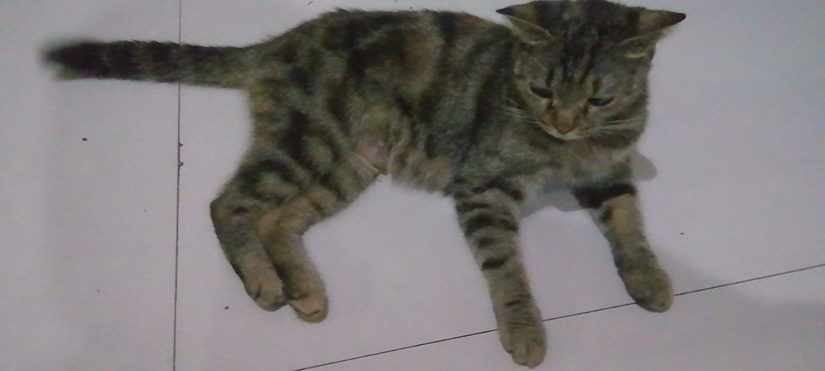 xiaorouRBQ520's tweet photo. 猫猫🥺 https://t.co/teAdX5VFSf