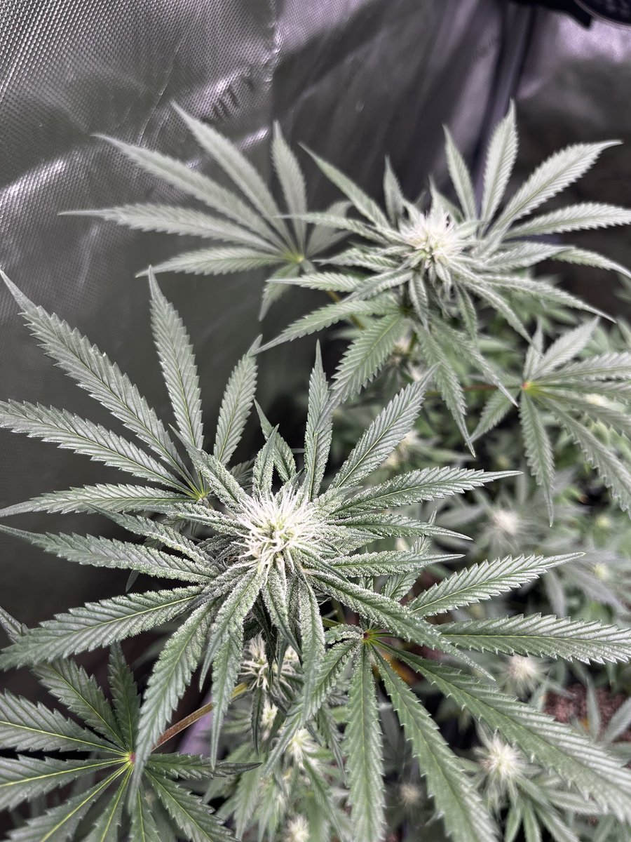 Trichome_Kings's tweet photo. Ladies are cruising into week 4 and looking good! Definitely a mixed bag of short and tall plants! I've already got some clones going and fresh seedlings coming! ✊✊ #trichomekings #craftbreeder #cannabisgenetics #cannabiscommunity https://t.co/jCHjnXpTKo