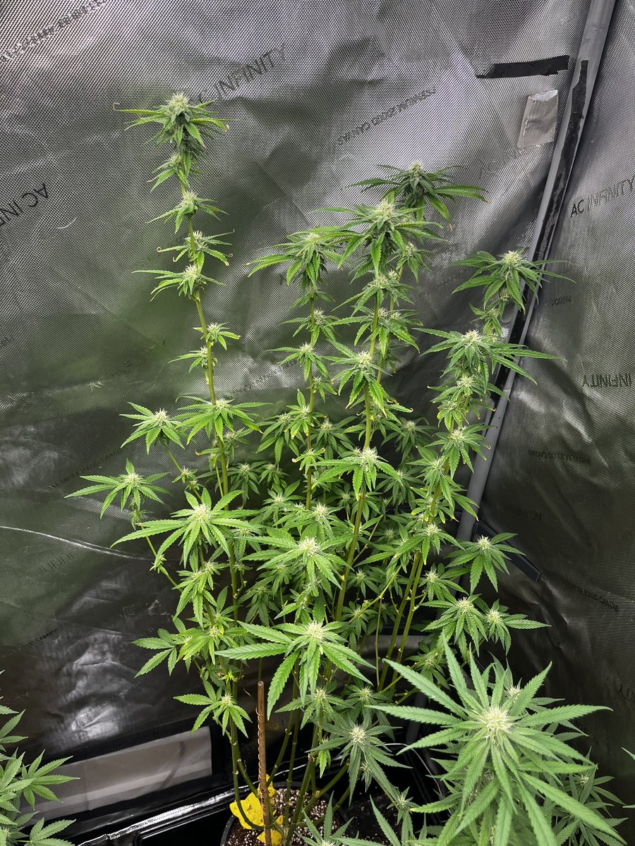 Trichome_Kings's tweet photo. Ladies are cruising into week 4 and looking good! Definitely a mixed bag of short and tall plants! I've already got some clones going and fresh seedlings coming! ✊✊ #trichomekings #craftbreeder #cannabisgenetics #cannabiscommunity https://t.co/jCHjnXpTKo