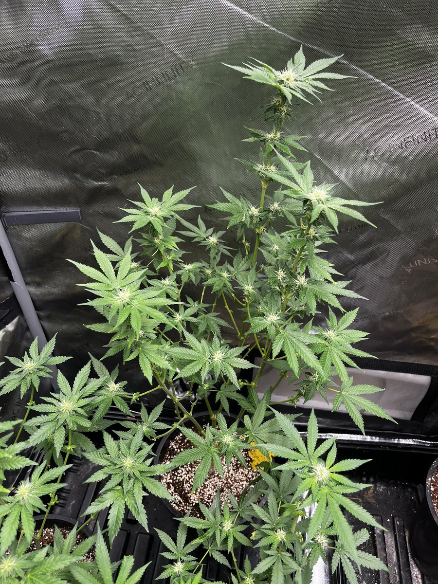 Trichome_Kings's tweet photo. Ladies are cruising into week 4 and looking good! Definitely a mixed bag of short and tall plants! I've already got some clones going and fresh seedlings coming! ✊✊ #trichomekings #craftbreeder #cannabisgenetics #cannabiscommunity https://t.co/jCHjnXpTKo