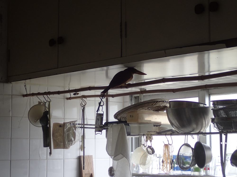 あーっお客様（アカショウビン様ご突入）