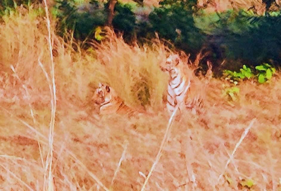 p_baror's tweet photo. Happy International Tiger’s Day 🐅 
Tigers!!! Let we be one of them.

#tigers
#internationaltigersday
#tigersday2024
#lifeisbeautiful https://t.co/kFPVShoSAi