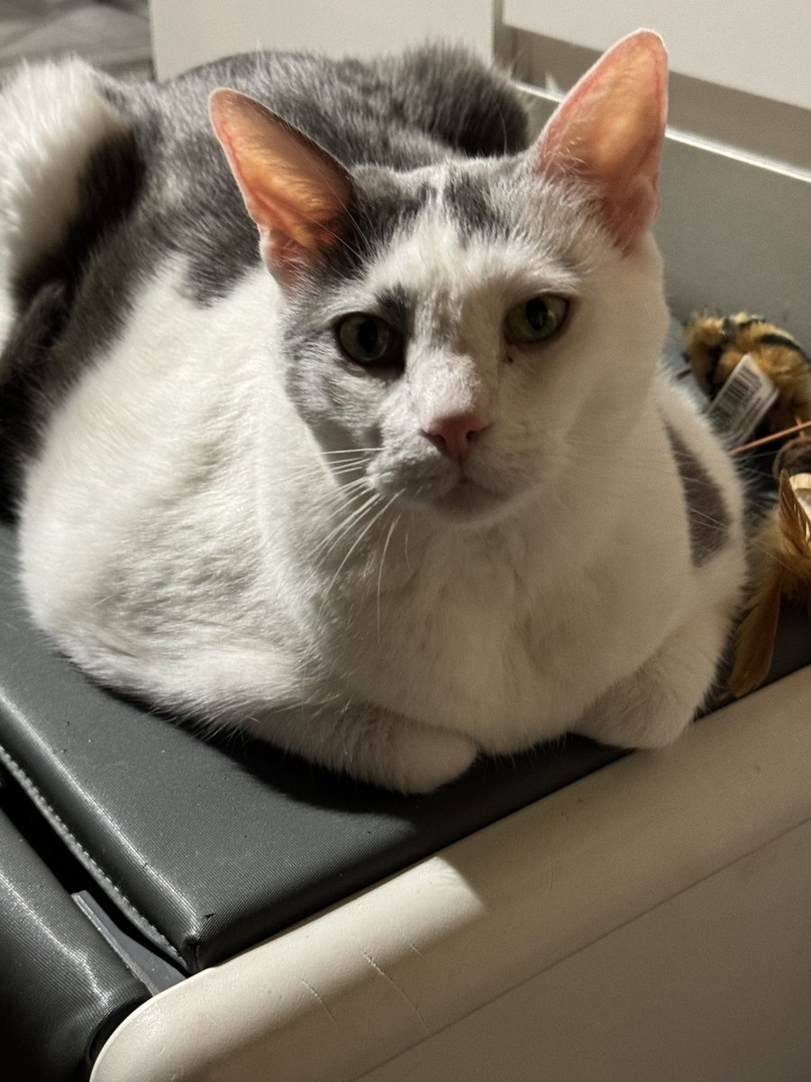 Lesp’titspoilus🐾 tweet media