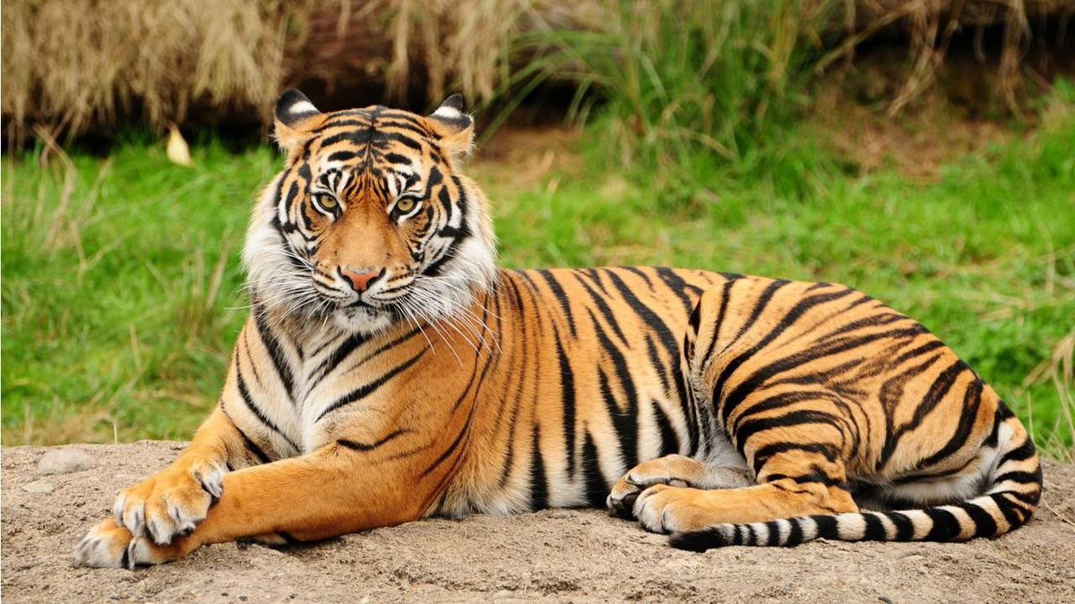 PopBase's tweet photo. Today is International Tiger Day. https://t.co/lhwKLwfPK2