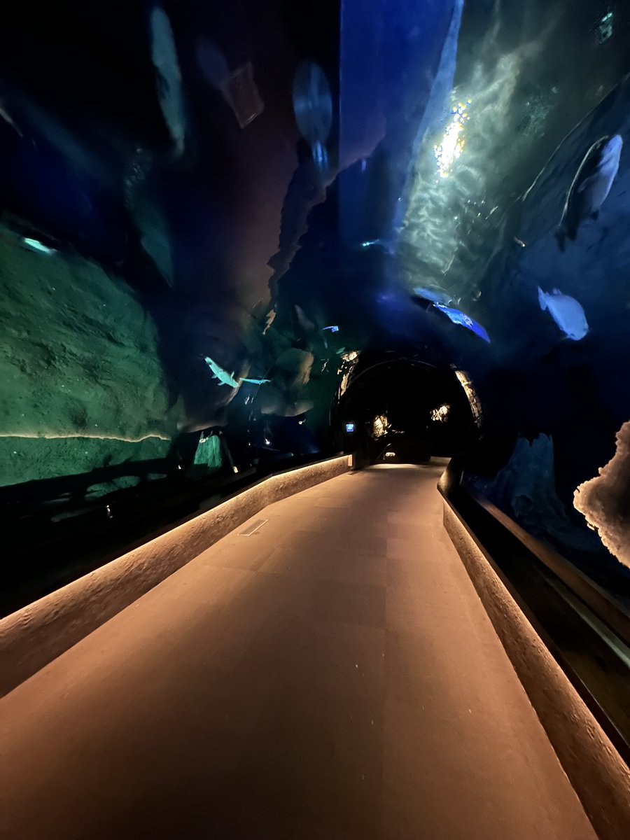 icy_lewds's tweet photo. Went to see fishies https://t.co/W15GpsjBLO