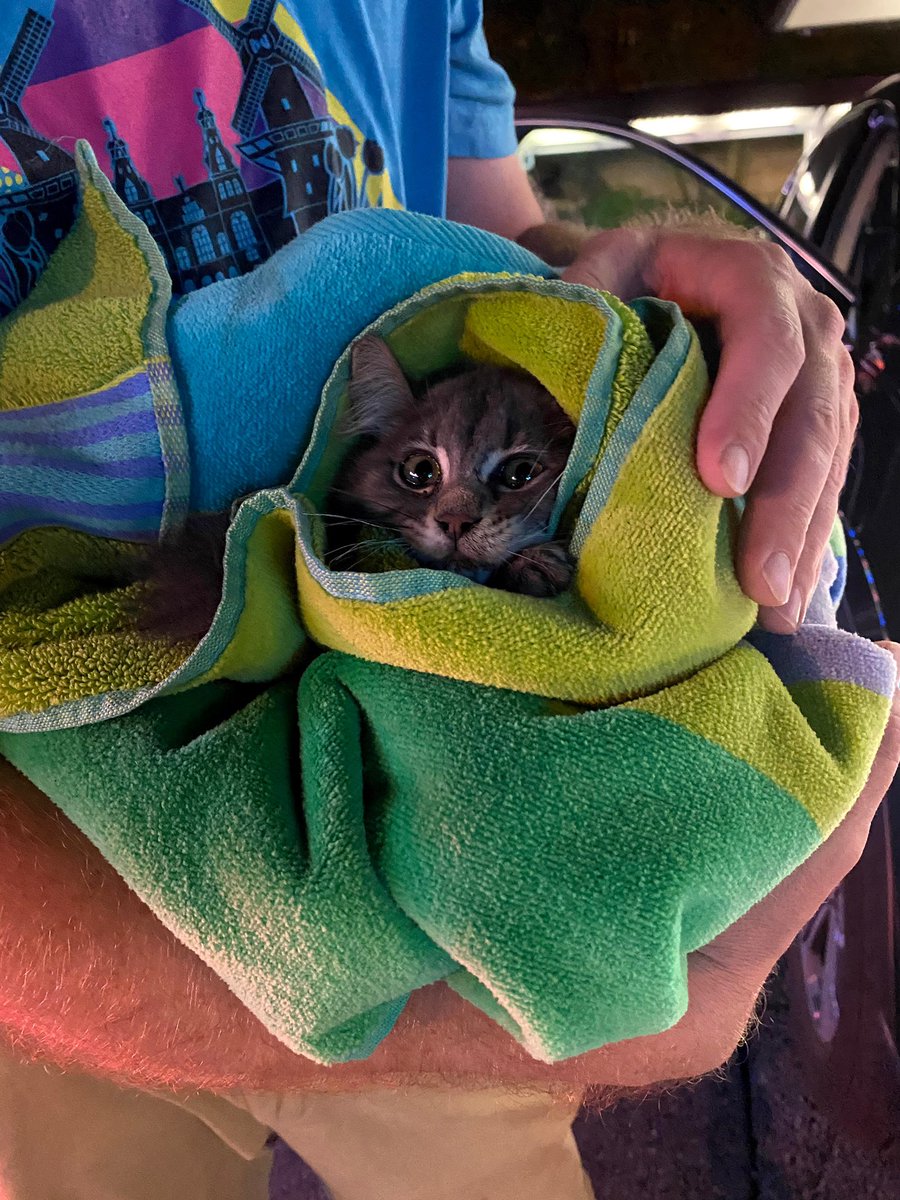 A Cat Named Bitches tweet media