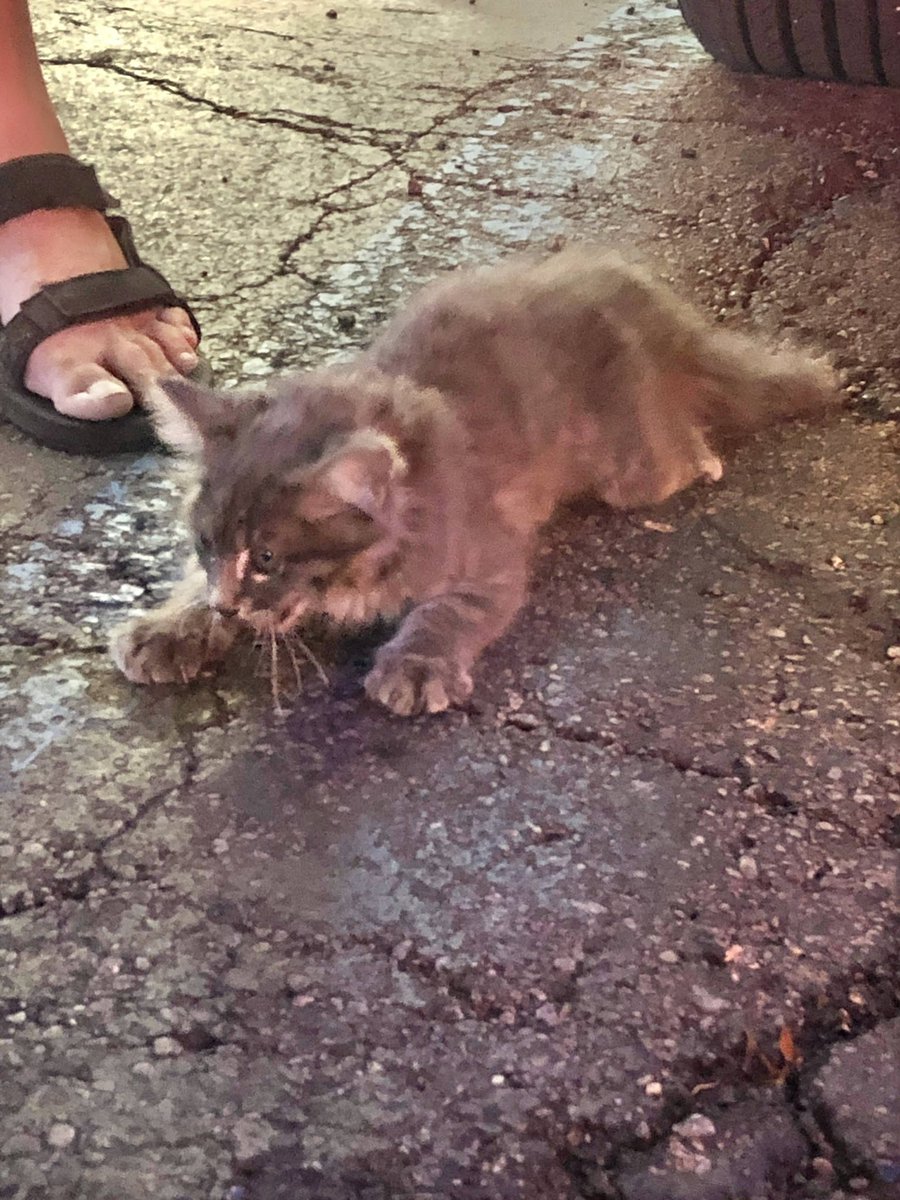 A Cat Named Bitches tweet media