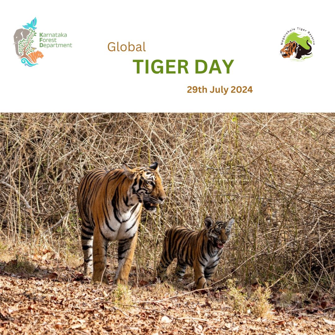 nagaraholetr's tweet photo. On this Global Tiger Day, we extend our heartfelt gratitude to the dedicated frontline staff of NTR, conservationists, wildlife enthusiasts, and tourists who have played an indispensable role in making Nagarahole Tiger Reserve one of the top tiger reserves in India. https://t.co/EgcJeQGdJ3