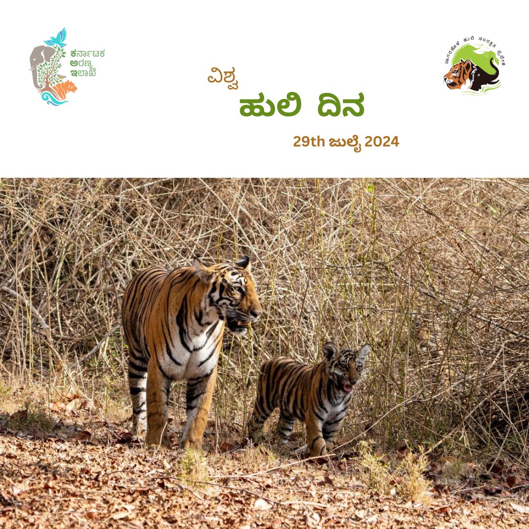 nagaraholetr's tweet photo. On this Global Tiger Day, we extend our heartfelt gratitude to the dedicated frontline staff of NTR, conservationists, wildlife enthusiasts, and tourists who have played an indispensable role in making Nagarahole Tiger Reserve one of the top tiger reserves in India. https://t.co/EgcJeQGdJ3