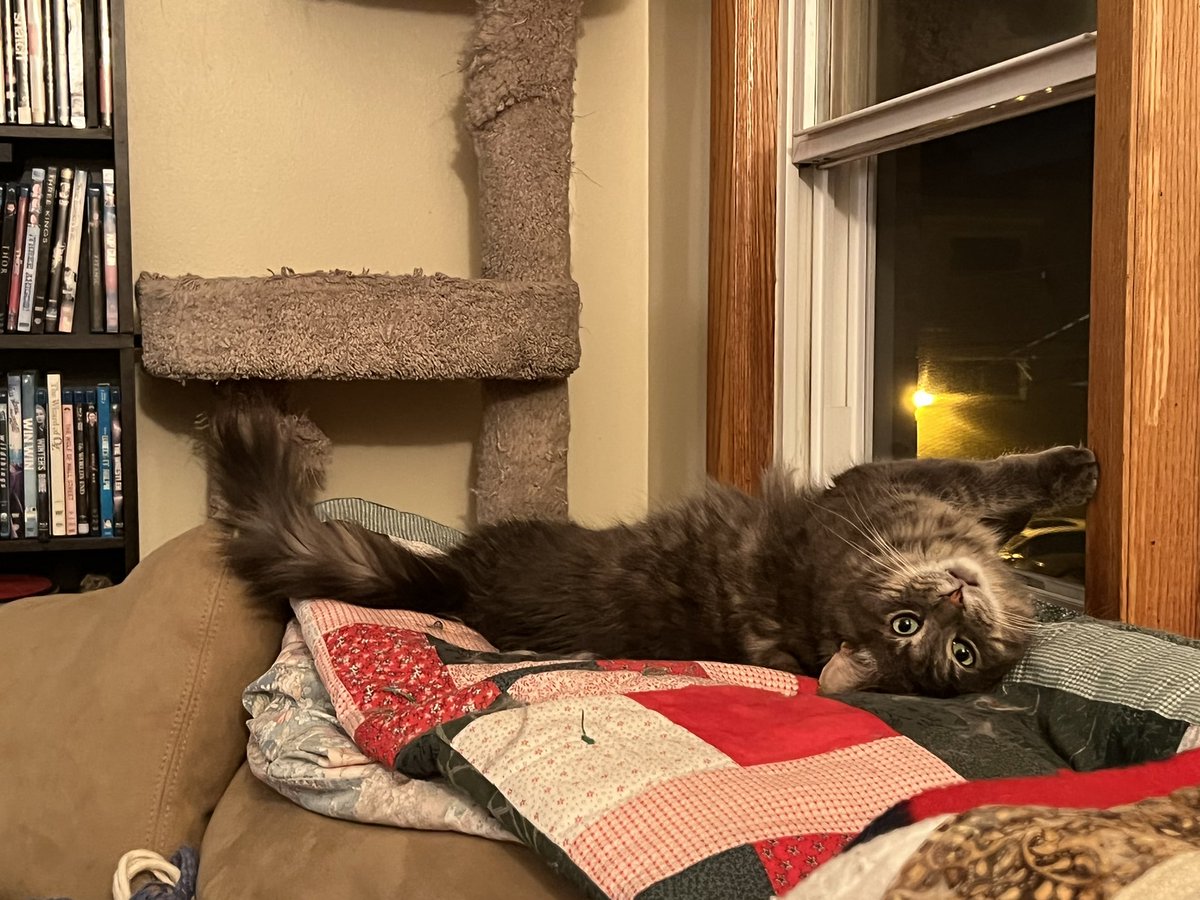 A Cat Named Bitches tweet media