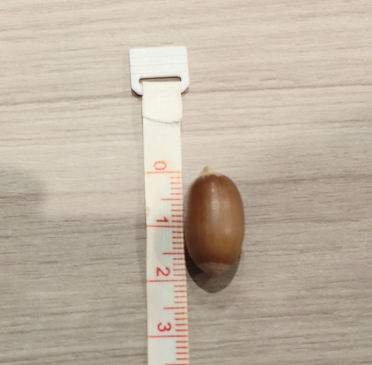 kagukuro_office's tweet photo. 【パーくんぬいぐるみポーチ検証】

■準備物
パーくんぬいぐるみポーチ　1点
特徴：可愛い

どんぐり（イチイガシ）　150個
サイズ：高さ2㎝×幅1㎝×奥行1㎝
入手方法：カグクロ社夏のボーナス支給品（嘘）

■検証内容
ポーチにどんぐりが何個入るかでポーチの容量をチェック👈 https://t.co/VeDOyPHfPd