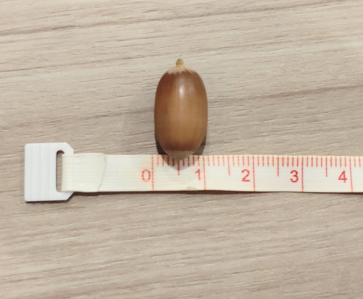 kagukuro_office's tweet photo. 【パーくんぬいぐるみポーチ検証】

■準備物
パーくんぬいぐるみポーチ　1点
特徴：可愛い

どんぐり（イチイガシ）　150個
サイズ：高さ2㎝×幅1㎝×奥行1㎝
入手方法：カグクロ社夏のボーナス支給品（嘘）

■検証内容
ポーチにどんぐりが何個入るかでポーチの容量をチェック👈 https://t.co/VeDOyPHfPd