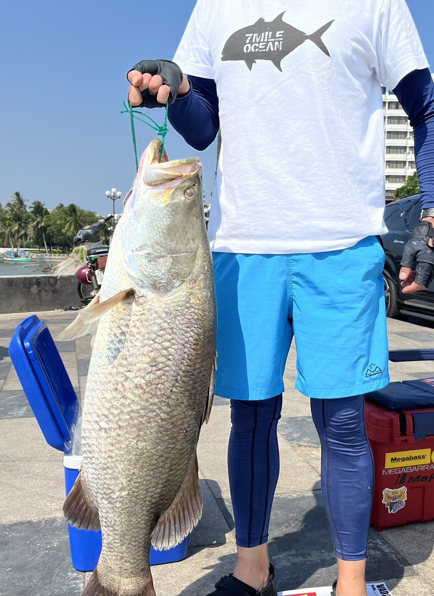 leonidas_rok's tweet photo. 最近イチの釣果。90cm/10㌔の海バラマンディ。
帰国する度に釣具が増えて(釣り具買うために帰国してる説)、最近はもっぱらベトナム沖のスロージギングでカンパチとか、インドネシアにGT、シンガポールでライトジギングしに行ったりしてます。 https://t.co/BUQMyCVo6u
