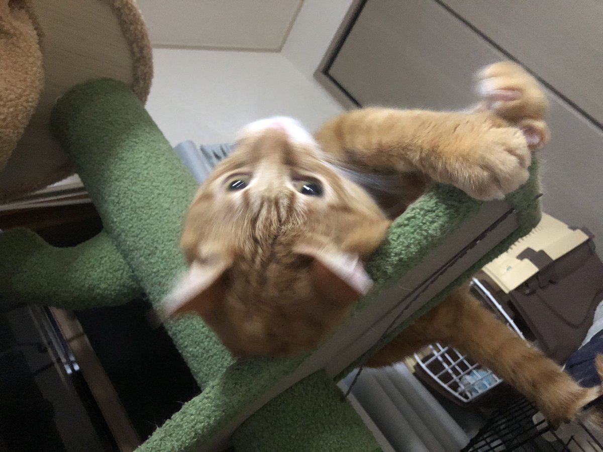 masaruLv8's tweet photo. 新しく買ったキャットタワーずっと見向きもしなかったけどやっと使ってくれるようになった😏✨ https://t.co/TiuNs4BxFX