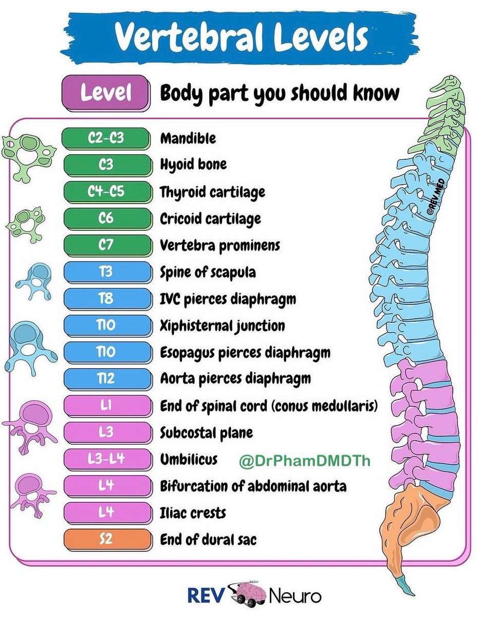 DrPharmDMDTh's tweet photo. Vertebral Levels https://t.co/gqFq6ef6aD