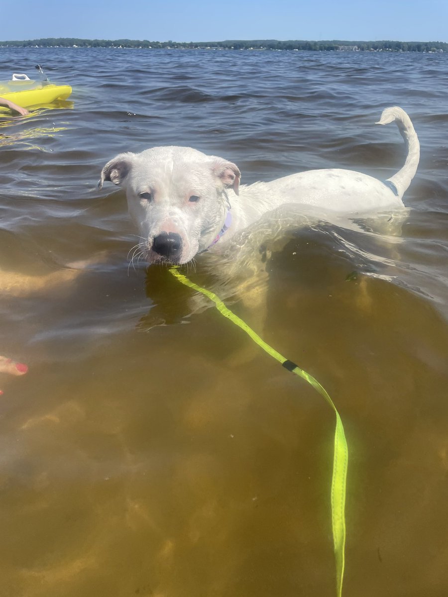 Monica_Clutter's tweet photo. We have a water dog now!! Skye had her first official beach day https://t.co/XaoGFjZy1n