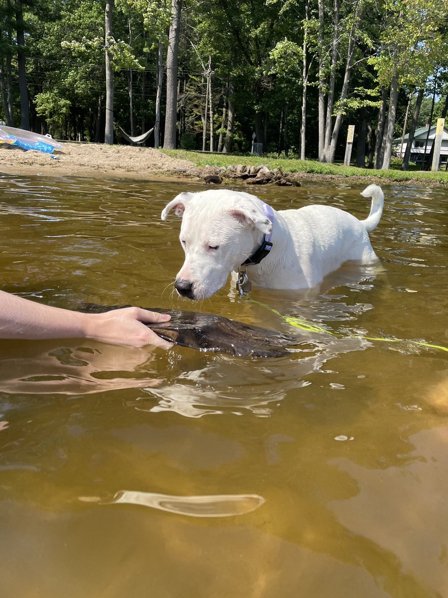 Monica_Clutter's tweet photo. We have a water dog now!! Skye had her first official beach day https://t.co/XaoGFjZy1n