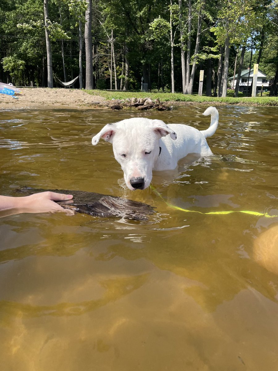 Monica_Clutter's tweet photo. We have a water dog now!! Skye had her first official beach day https://t.co/XaoGFjZy1n