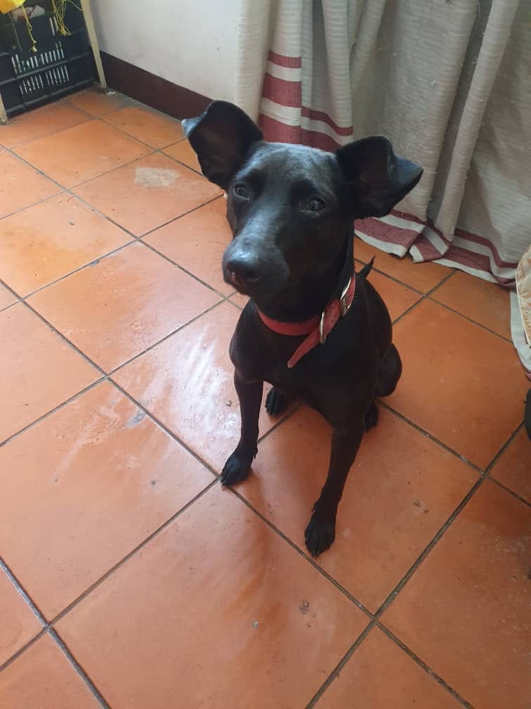 PerroUsuario's tweet photo. Negra, perrita comunitaria del boulevard de Catia, cercano al Cotoperi, esterilizada, aún cachorra, buen carácter, cariñosa y juguetona, merece un hogar. En Adopción, inf 04142432577. Es urgente, su temporal terminó y no debe regresar a la calle. Adopta con amor a una mestiza https://t.co/p5vCXUsXPm