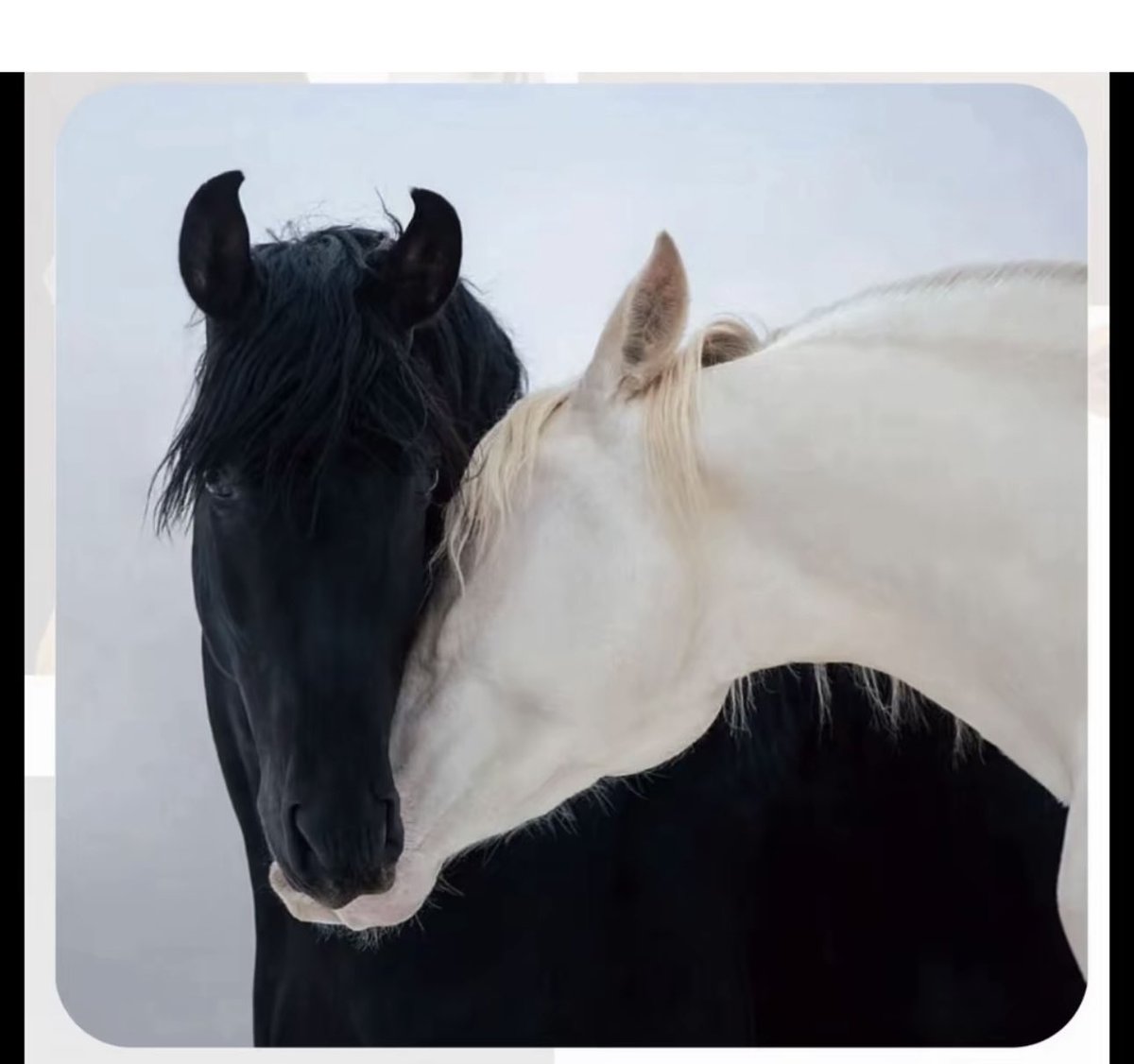 🦋نوني🦋 tweet media