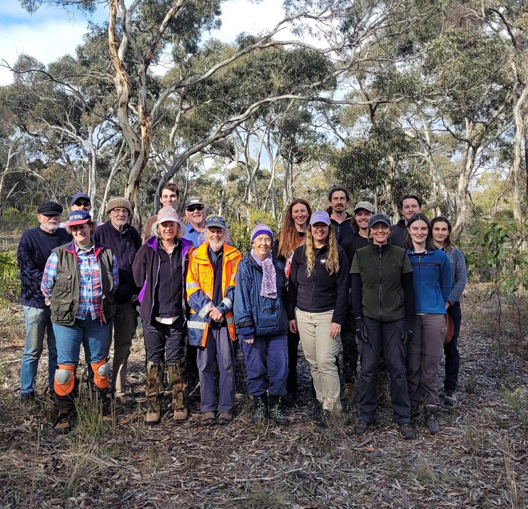 RBGV Science (@rbgvscience) on Twitter photo <a href="/RBG_Victoria/">RBG Victoria</a> scientists with <a href="/ParksVictoria/">Parks Victoria</a>, <a href="/DEECA_Vic/">DEECA Victoria</a> and volunteers have reintroduced 230 CR 𝘊𝘢𝘭𝘢𝘥𝘦𝘯𝘪𝘢 𝘢𝘶𝘥𝘢𝘴𝘪𝘪 into western Victoria following a successful trial with >80% survival and subsequent recruitment #RBGVScience 📸: John Woodward & Noushka Reiter <a href="/RBG_Victoria/">RBG Victoria</a> scientists with <a href="/ParksVictoria/">Parks Victoria</a>, <a href="/DEECA_Vic/">DEECA Victoria</a> and volunteers have reintroduced 230 CR 𝘊𝘢𝘭𝘢𝘥𝘦𝘯𝘪𝘢 𝘢𝘶𝘥𝘢𝘴𝘪𝘪 into western Victoria following a successful trial with >80% survival and subsequent recruitment #RBGVScience 📸: John Woodward & Noushka Reiter